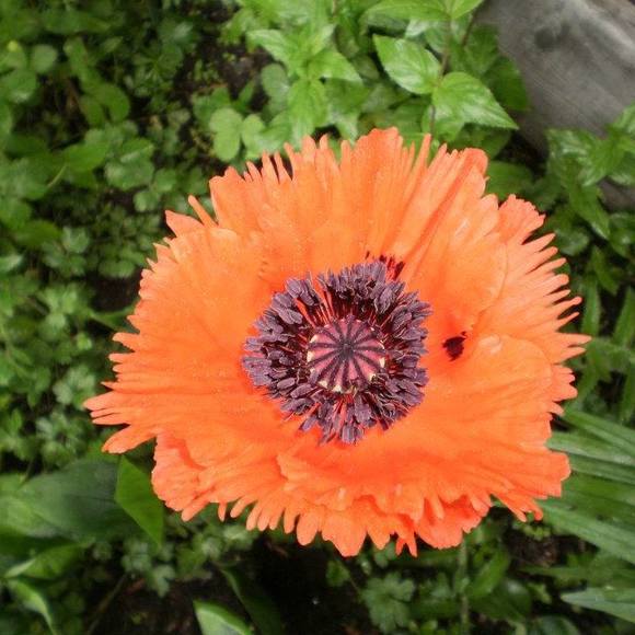 Meet your Posher, Sharon - Picture 1 of 1